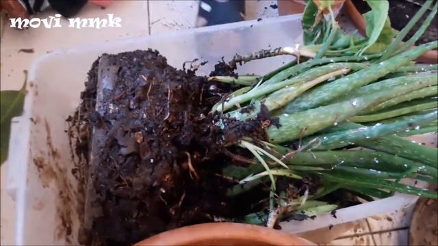 Aloe Vera BAKIM Çoğaltma TOPRAK Değişim UYGULAMALI ANLATIM-1 | "Aloe Barbadensis Miller" [ MoviMmK смотреть онлайн