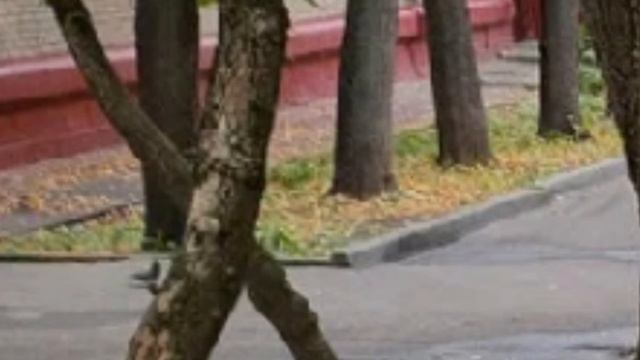 Когда Корделиус открыл ящик с орангутангом и Нита стал "персиковым псом" смотреть онлайн