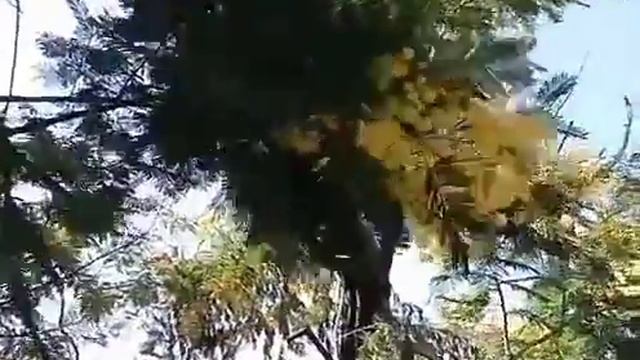 Цветение мимозы в Сочи...(Люся) смотреть онлайн