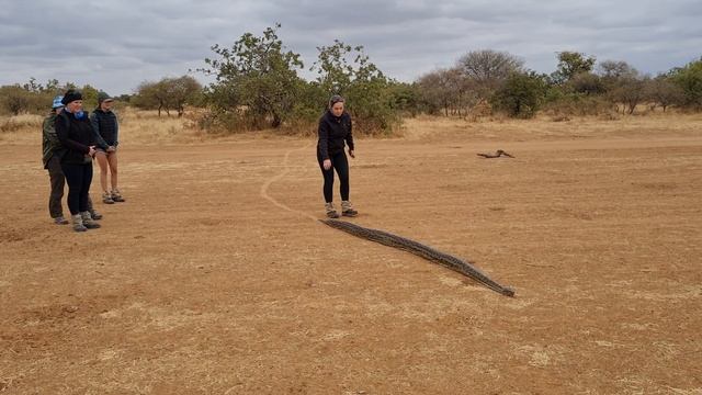 Loving a Wild Python in Africa смотреть онлайн