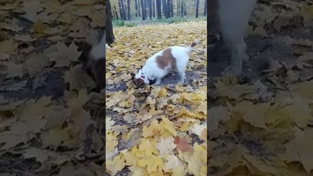 The dog digs the ground. Funny video with dog Jack Russell Terrier. The dog digging a hole смотреть онлайн