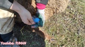 Овца захромала, Чем лечить.