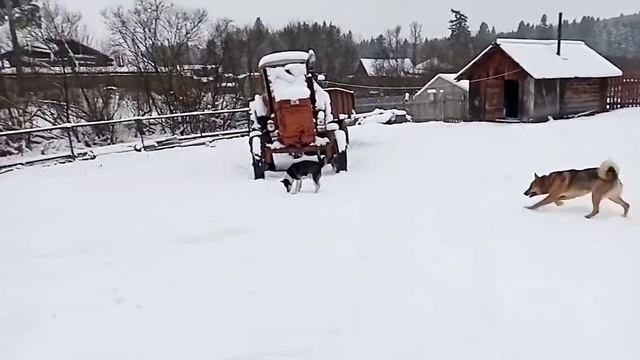 Прогулка с собаками. Кабель и сука смотреть онлайн