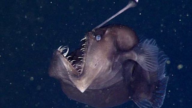 Encuentran al Diablo Negro del Mar смотреть онлайн