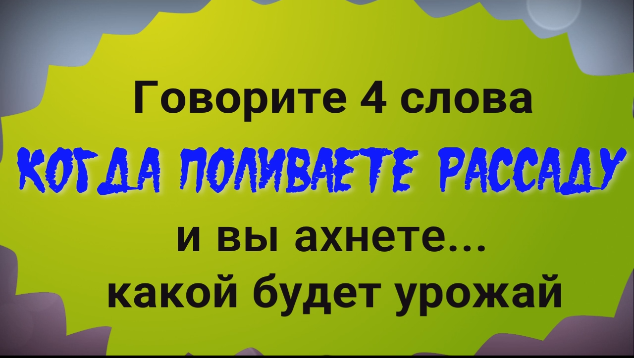 Делайте это когда поливаете рассаду и урожай превзойдёт все ваши ожидания смотреть онлайн