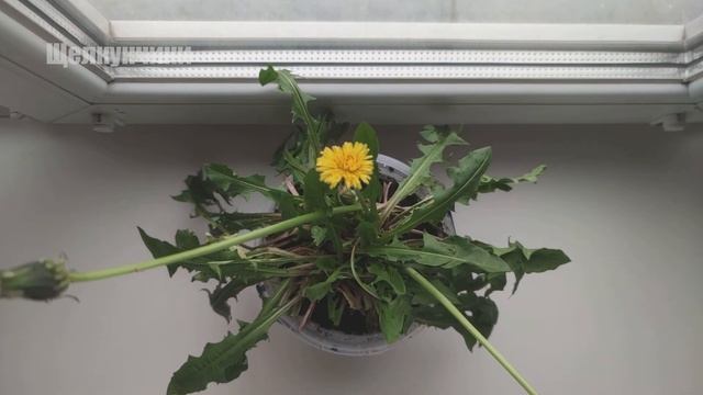 О сигналах дегу. Звериный огородик смотреть онлайн