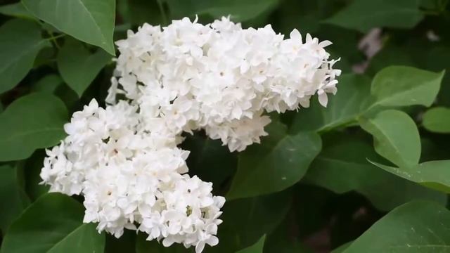 Как расцветает сирень. Автор текста Самарина-Лабиринт. смотреть онлайн