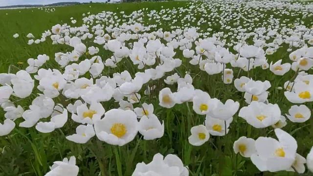 The beauty of Siberia and not only?Сибирь.Анемоны цветут под Канском#солнечный#рвсн#ветреница смотреть онлайн