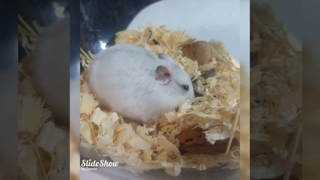 фотографии хомячков смотреть онлайн