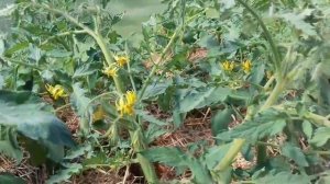 Зола. Зольный раствор для подкормки томатов, огурцов, перцев и баклажанов