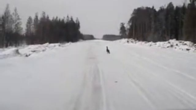 глухарь на дороге смотреть онлайн