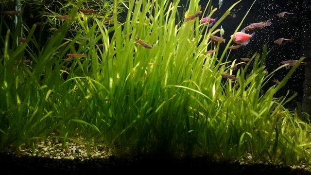 ПРОБЛЕМА С ВАЛЛИСНЕРИЕЙ РЕШИЛАСЬ САМА СОБОЙ смотреть онлайн