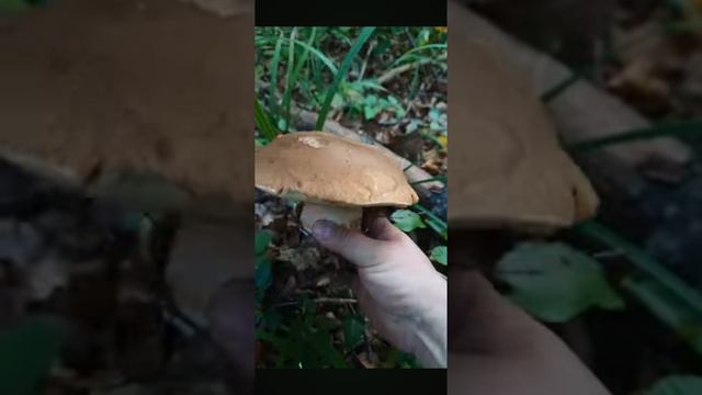 белые грибочки смотреть онлайн