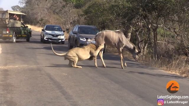 Male Lion Takes on Kudu in the Road смотреть онлайн