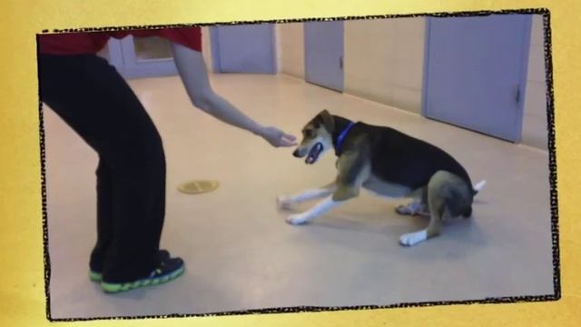 Tucker, a 1-year-old English Foxhound mix available for adoption at the Wisconsin Humane Society смотреть онлайн