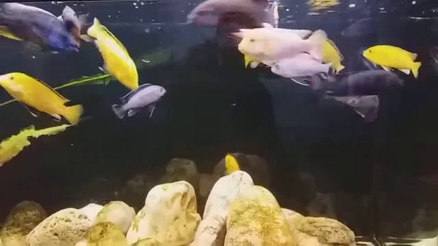 Кормление Малавийских цыхлид артемией и сухим кормом. смотреть онлайн