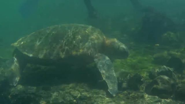Морская черепаха. Остров Изабелла. Галапагосские острова смотреть онлайн