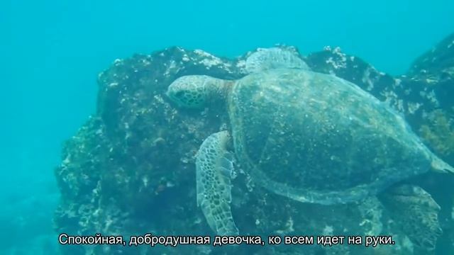 Значение имени Таисия. Толкование, судьба, характер смотреть онлайн