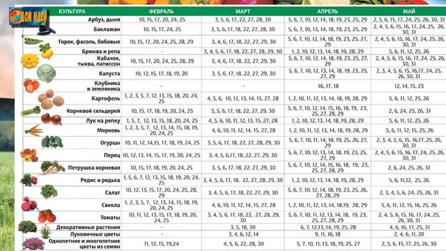 Основные ошибки при выращивании рассады и как их избежать. смотреть онлайн