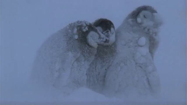 Заблудившаяся Группа пингвинов птенцов смотреть онлайн