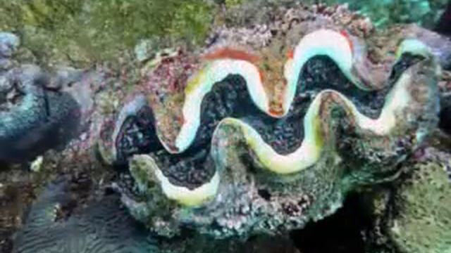 Agency of Socotra Guide смотреть онлайн