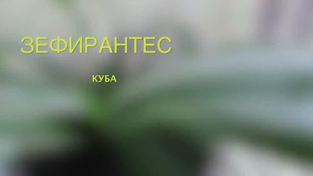 зефирантес и гименокаллис смотреть онлайн