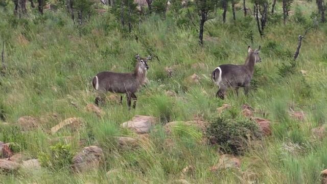 Pilanesberg National Park Safari, South Africa смотреть онлайн