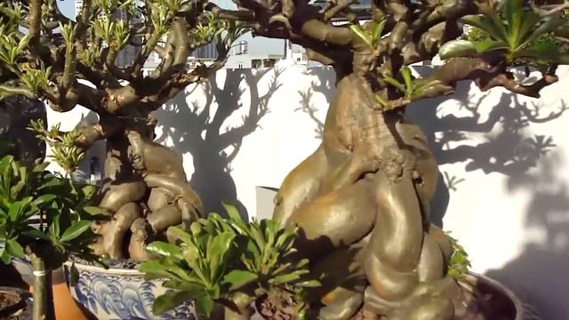 TẠI SAO CỦ SỨ MỀM NHƯNG KHÔNG THỐI ? смотреть онлайн