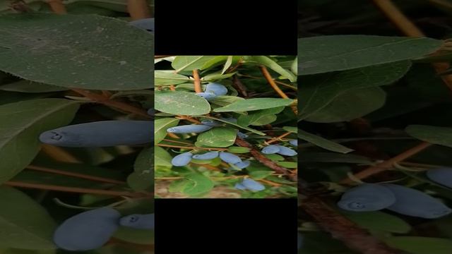 Поздний урожай. смотреть онлайн