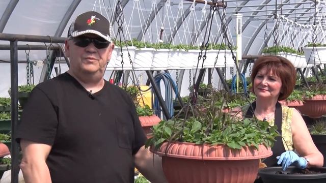 Capsule horticole - Pinçage de fleurs annuelles смотреть онлайн