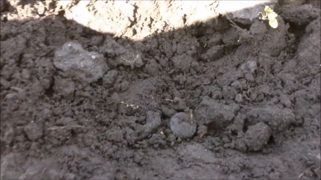Поиск монет на старых деревнях смотреть онлайн