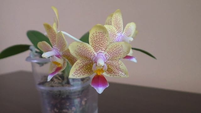 Домашнее цветение орхидеи Лаки Стар | Phalaenopsis Lucky Star смотреть онлайн