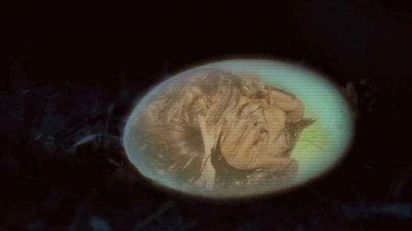 Amazing facts about the kiwi bird