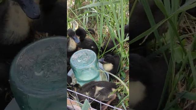 Утята индийский бегунок, 10дней смотреть онлайн