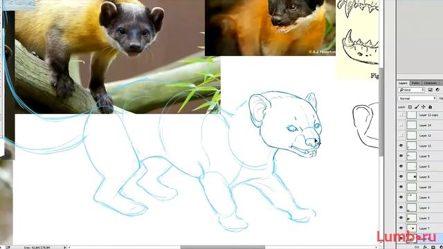 ХАРЗА в Photoshop LUMB.RU | Yellow-throated marten in Adobe Photoshop смотреть онлайн