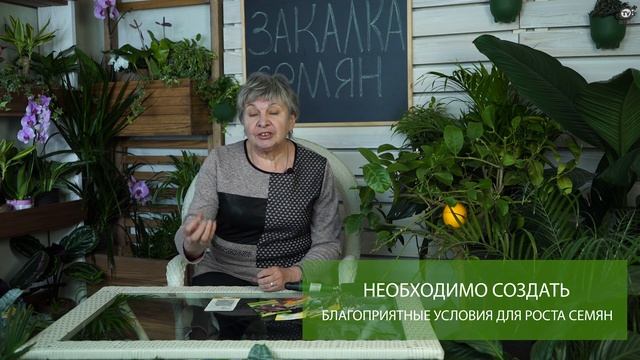 Закалка семян для 100% всхожести ✔️ смотреть онлайн