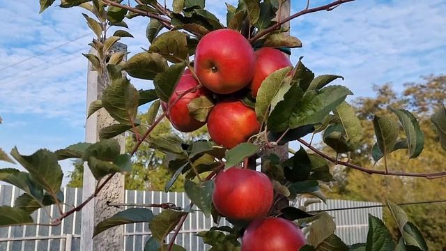 Яблоня Эксель 2000 / Jonagold Excel 2000 смотреть онлайн