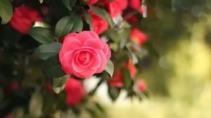 Я тебе не нянька! - муж запер больную жену дома на целую неделю и уехал. А вернувшись...