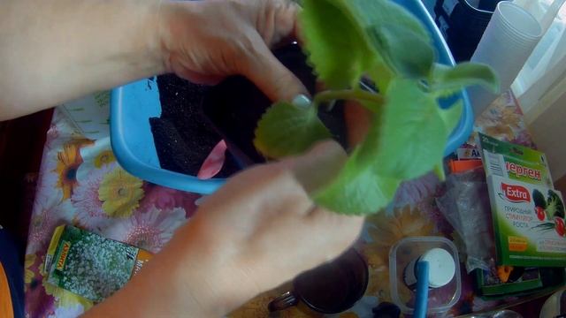 Как посеять гипсофиллу махровую многолетнюю? смотреть онлайн