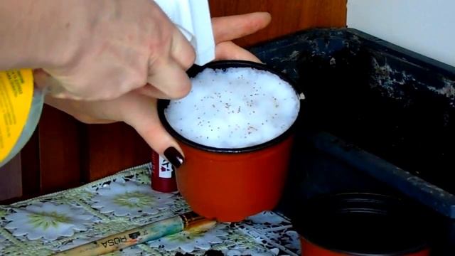 Посев семян земляники.Земляника на подоконнике. смотреть онлайн