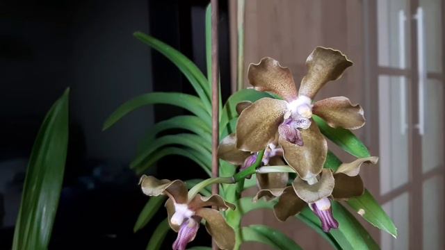 Цветение орхидеи Papilionanda Mimi Palmer X Vanda Kultana Indian Incense