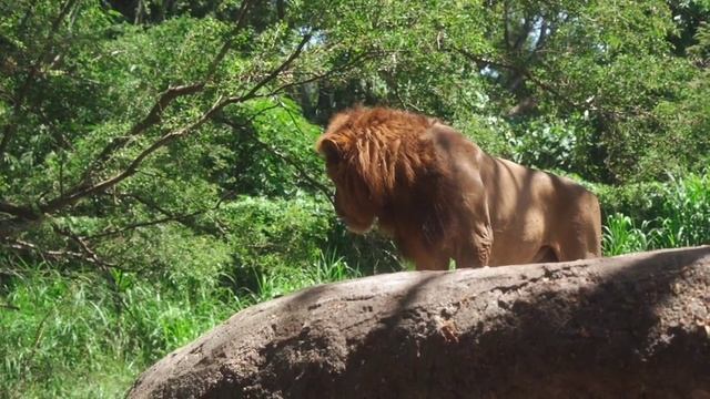 Выучите имена животных на английском Лошадь Тигр Коза Утка Крокодил Акула Слон Мултики для Детей смотреть онлайн