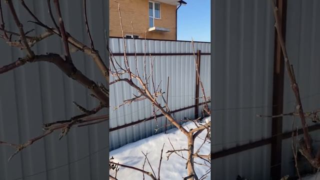 Весенняя обрезка яблонь. Сорта Мельба и Конфетное. 3 марта 2022г. смотреть онлайн