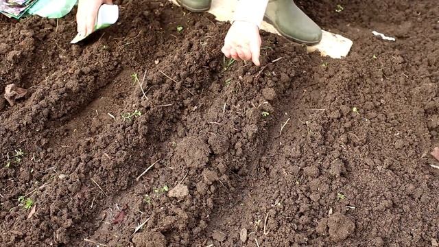Дачный сезон. Сею редис и раннюю зелень. смотреть онлайн