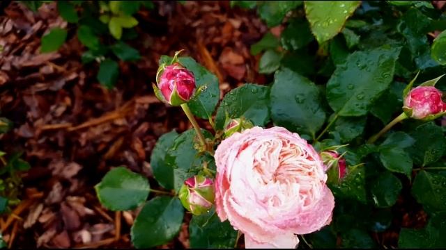 Розы первогодки! часть 3 | Princess Alexandra Diablesse De Mers Laurent Cabrol Corail Gelee Piano смотреть онлайн