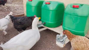 Поилки курам из 10-20 л канистр и бутылок понравились несушкам и уточке