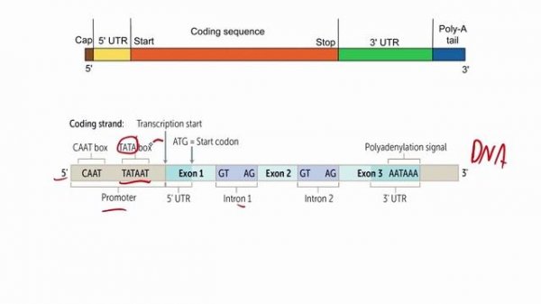 Functional Organization of a eukaryotic gene.mp4