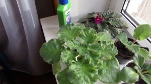 Как правильно удобрять фиалки/Правила подкормки фиалок/Как ухаживать чтобы цвели и радовали.