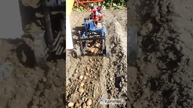 Мотоблок Форте 80G3 з картоплекопалкою грохотною полтавською в процесі роботи смотреть онлайн
