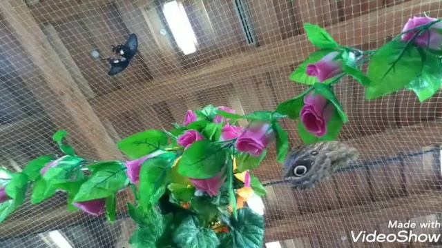 Фото бабочек ~ релакс смотреть онлайн